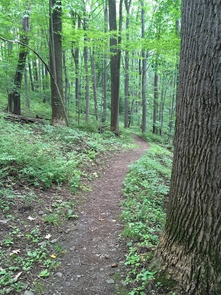 Fulton downhill towards sub-station.