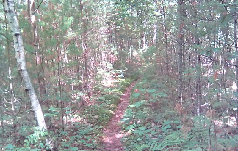 Looking down the Bay View Trail.