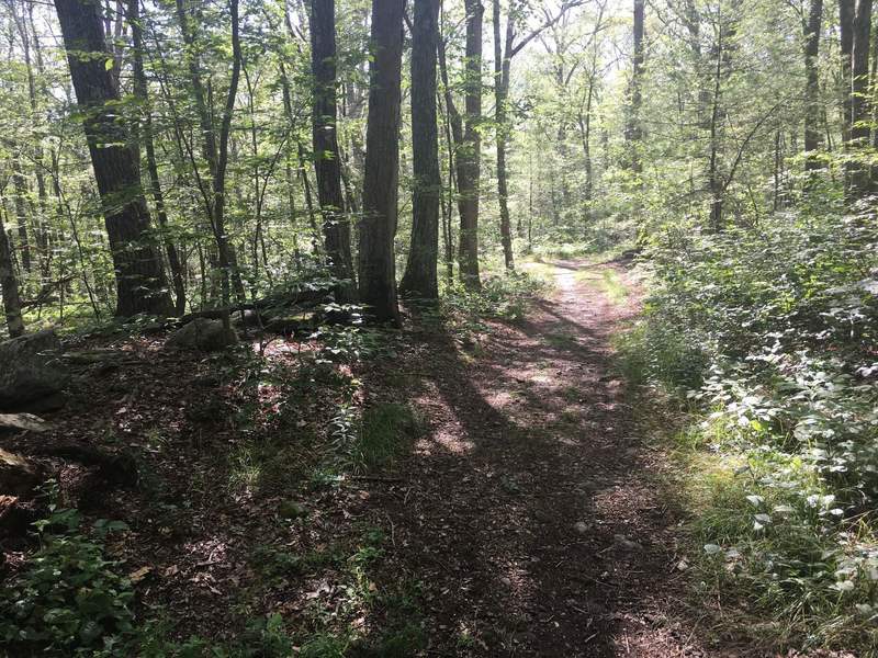 Looking west at junction of Red and Orange Trails. A small wooded triangle is formed by the intersection of these two trails.