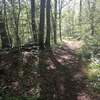 Looking west at junction of Red and Orange Trails. A small wooded triangle is formed by the intersection of these two trails.