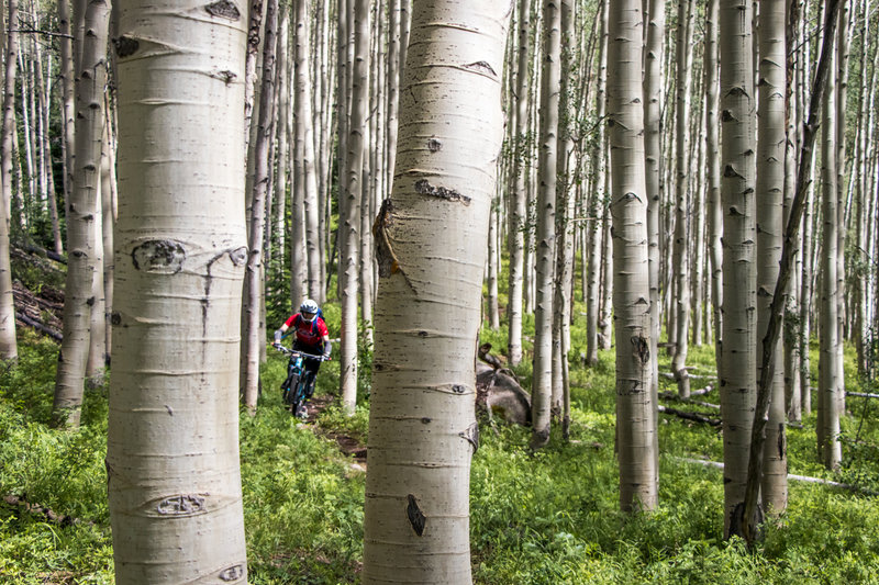 So many aspens on Happy Hour- what a trail!