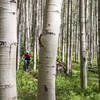 So many aspens on Happy Hour- what a trail!