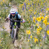 Amazing wildflowers on the lower part of Teocalli Ridge.