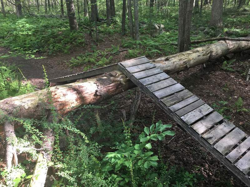 Ladder bridge over large pine tree blow-down at junction of Red Trail and unblazed trail from Highway 85.