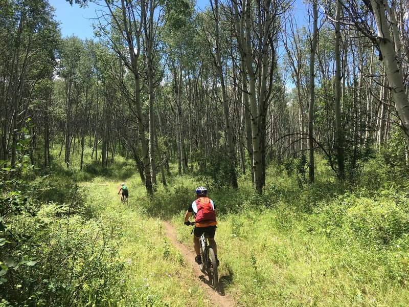 Section of smooth singletrack on the Raggeds Trail.