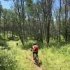 Section of smooth singletrack on the Raggeds Trail.