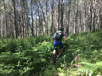 Overgrown ferns among aspen tree groves on the Raggeds Trail.
