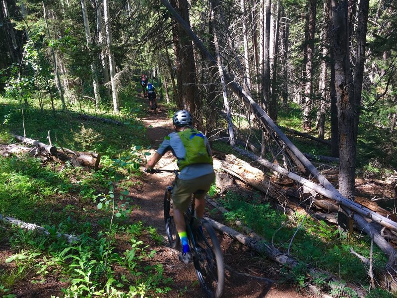 Descending a rooted section of the Raggeds Trail through dark timber.