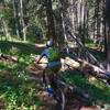 Descending a rooted section of the Raggeds Trail through dark timber.