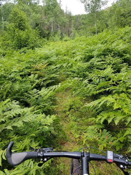 Trail can be obscured by overgrowth in the fern meadow sections.