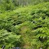 Trail can be obscured by overgrowth in the fern meadow sections.