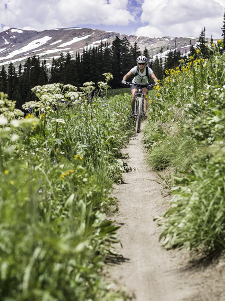 Bar high alpine wildflowers line the meadows for miles.