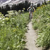 Bar high alpine wildflowers line the meadows for miles.