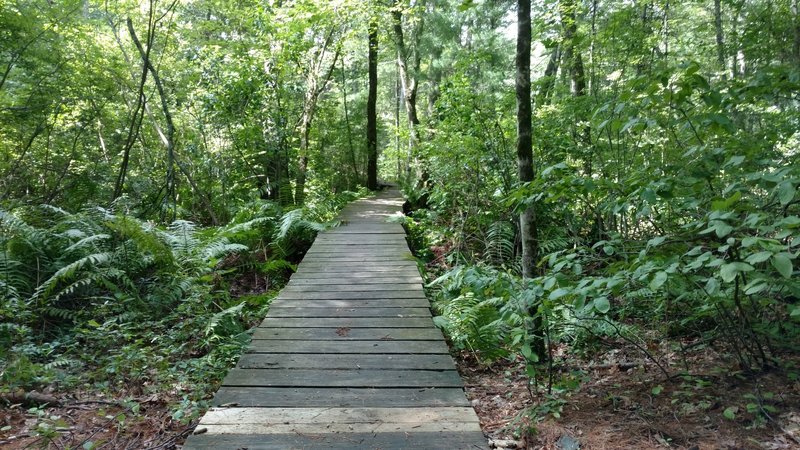 Lots of these bridges on the Tophet Swamp trails.