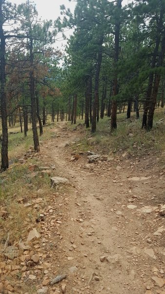 The open forest gives decent shade without encroaching on the trail.