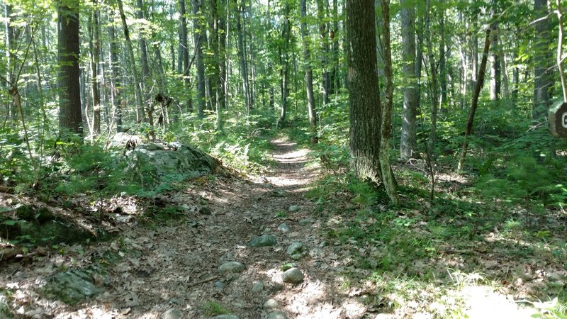 Entrance to trail. This is also a good example of the roughness of the tread.