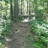 Main Entrance to the loop, expect small roots and rocks.