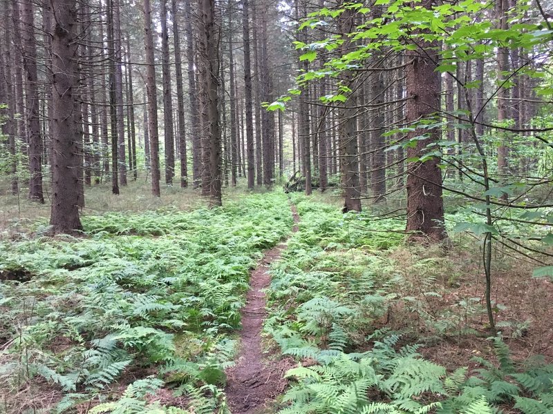 A fern-lined open section of spruces makes for a lovely setting.