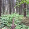 A fern-lined open section of spruces makes for a lovely setting.