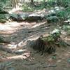 This line of eight inch or higher rocks is the only notably difficult spot on the Deer Run trail.