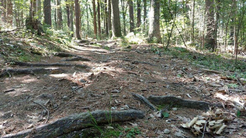 Roots and a rougher tread are common on the Deer Run trail.