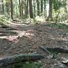 Roots and a rougher tread are common on the Deer Run trail.