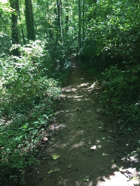 Smooth singletrack, with a smattering of roots