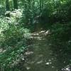 Smooth singletrack, with a smattering of roots