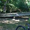 Wooden teeter-totter on Powerline