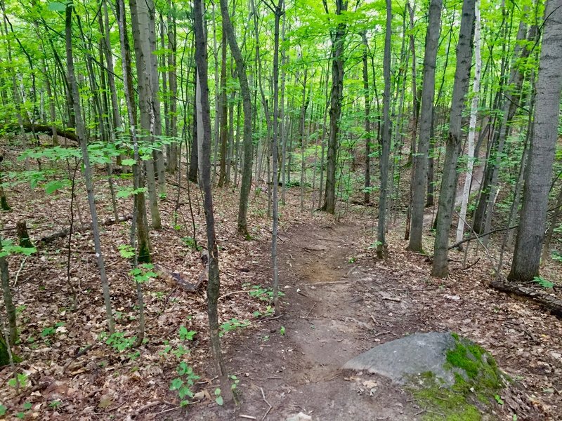 Fast, flowy singletrack.