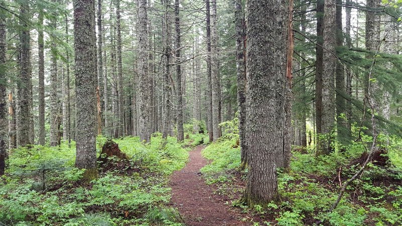 Lovely forested singletrack section.