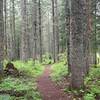 Lovely forested singletrack section.