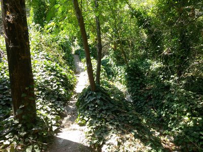 Looking up the shady Olmsted Creek singletrack.