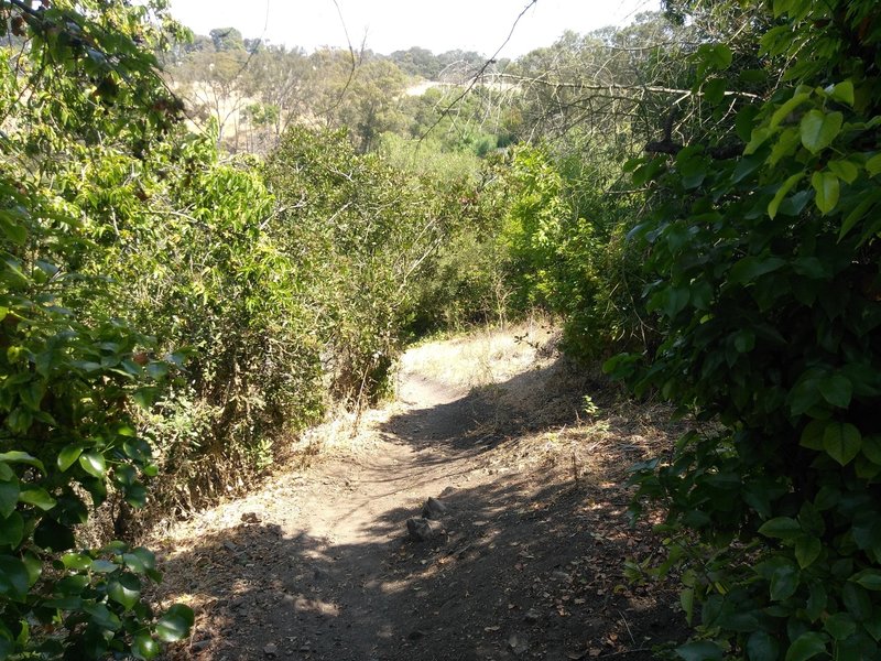 A steep section of Olmsted Creek Trail.