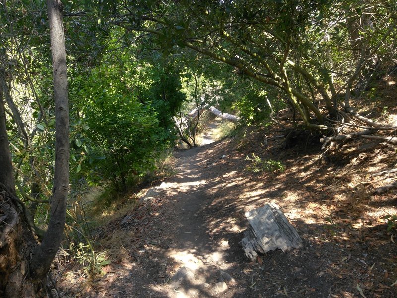 Watch your head passing under the fallen tree.