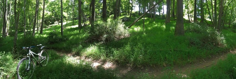 Smooth singletrack through lush forest.