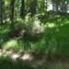 Smooth singletrack through lush forest.