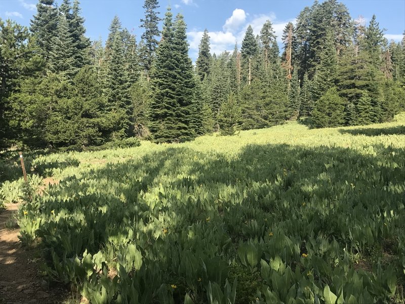 Beautiful field of late wildflowers.