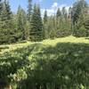 Beautiful field of late wildflowers.