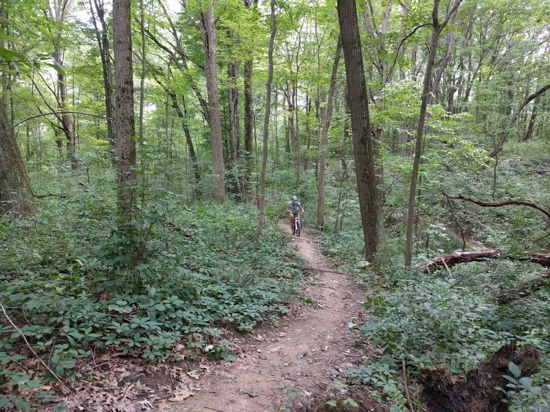 these log overs are slightly more challenging on the return trail.