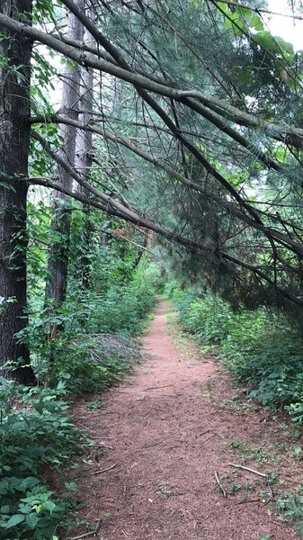 Love this part of the trail.