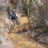 The trail winds through manukas and scrub soon after Coppermine Saddle