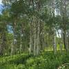 Aspens on Perma-grin.