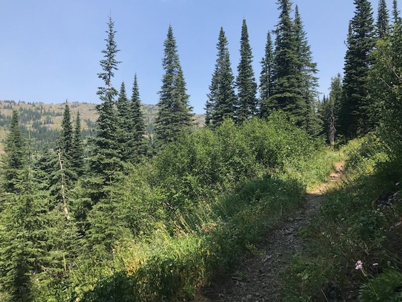 Trail #51 headed towards the ridge