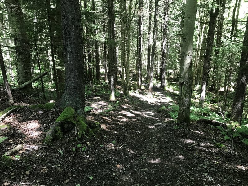 Entering the Spruce canopy on Shavers Lake Trail.