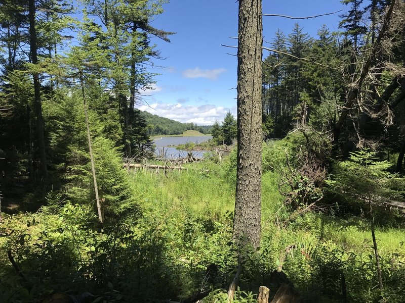 A peek at the lake from Shavers Lake Trail.