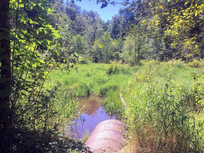 A small creek along the Camino Espantoso trail.