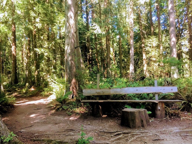 A nice bench on the Cedar Chip Trail.