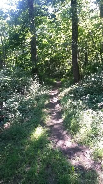 Narrow singletrack through the foliage.