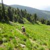 Traversing the meadow past bright blooms.